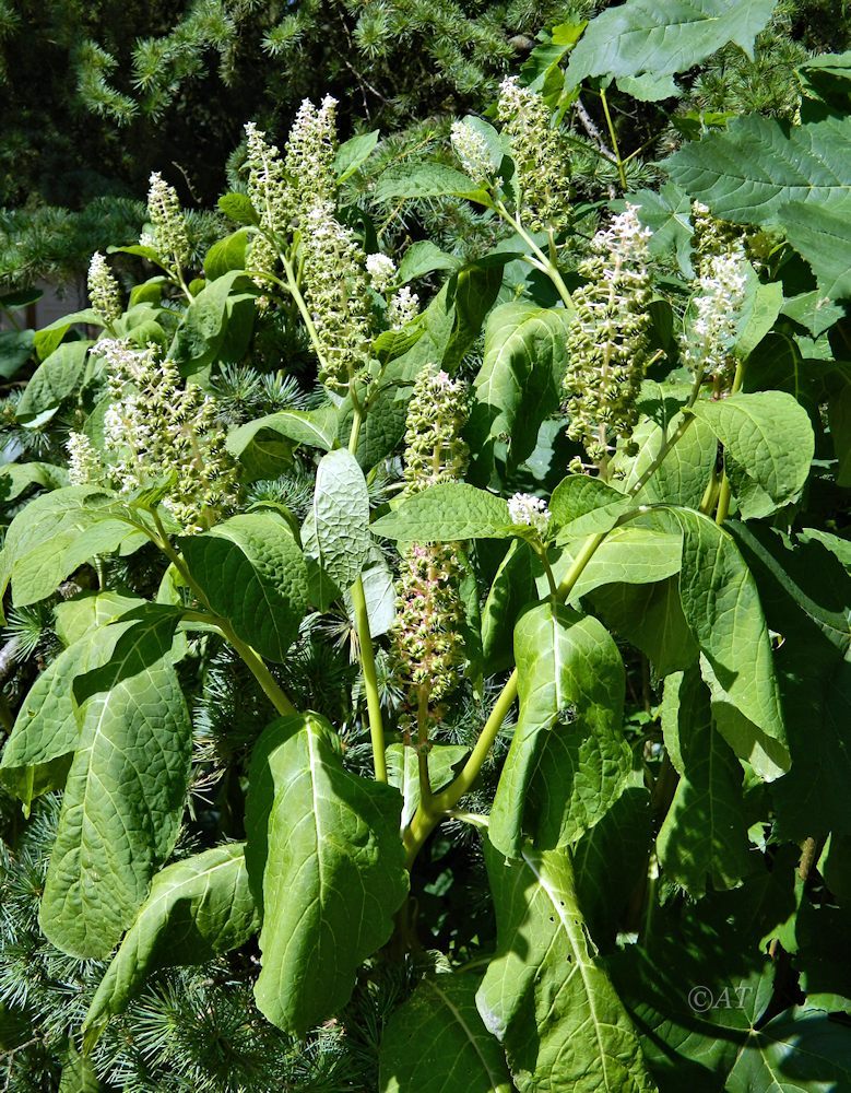 Image of Phytolacca acinosa specimen.