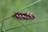 Carex melanostachya