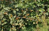 Crataegus