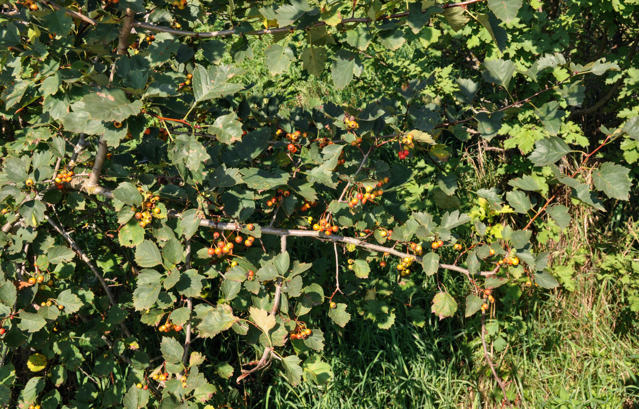 Изображение особи род Crataegus.