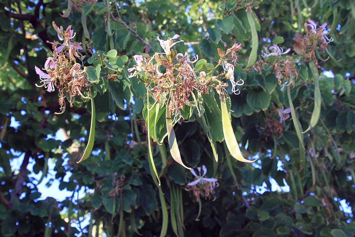 Image of genus Bauhinia specimen.