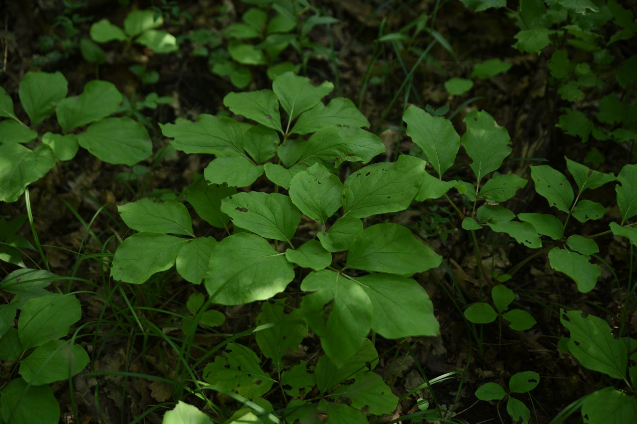 Image of Paeonia caucasica specimen.