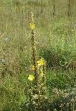 Verbascum densiflorum