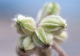 Glehnia litoralis. Плоды. Приморье, Лазовский р-н, окр. бух. Петрова, песчаная прибрежная полоса. 31.08.2022.