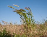 Hordeum leporinum