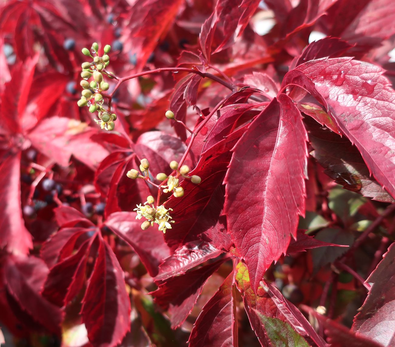 Image of Parthenocissus inserta specimen.