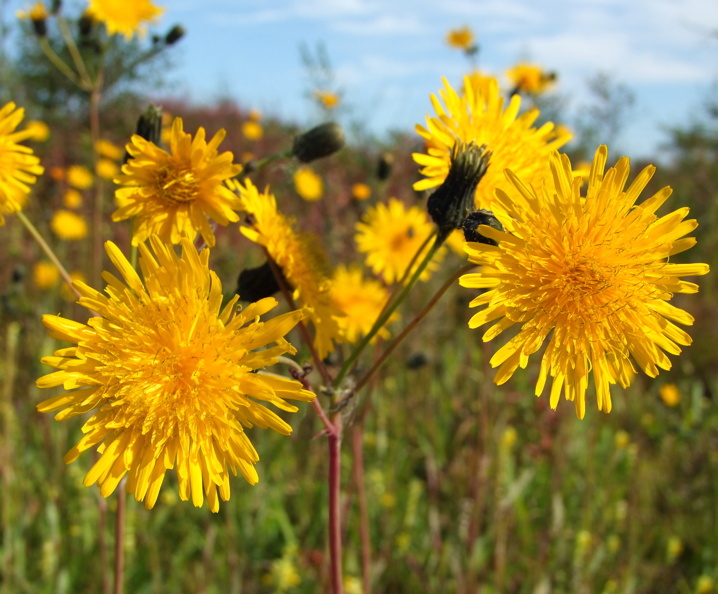 Image of Sonchus arvensis specimen.