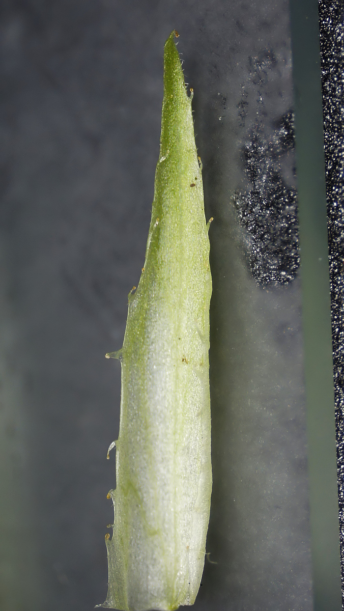 Image of genus Viola specimen.