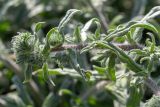 Echium angustifolium. Верхушка побега с развивающимися соцветиями. Израиль, г. Бат-Ям, пустырь. 28.03.2023.