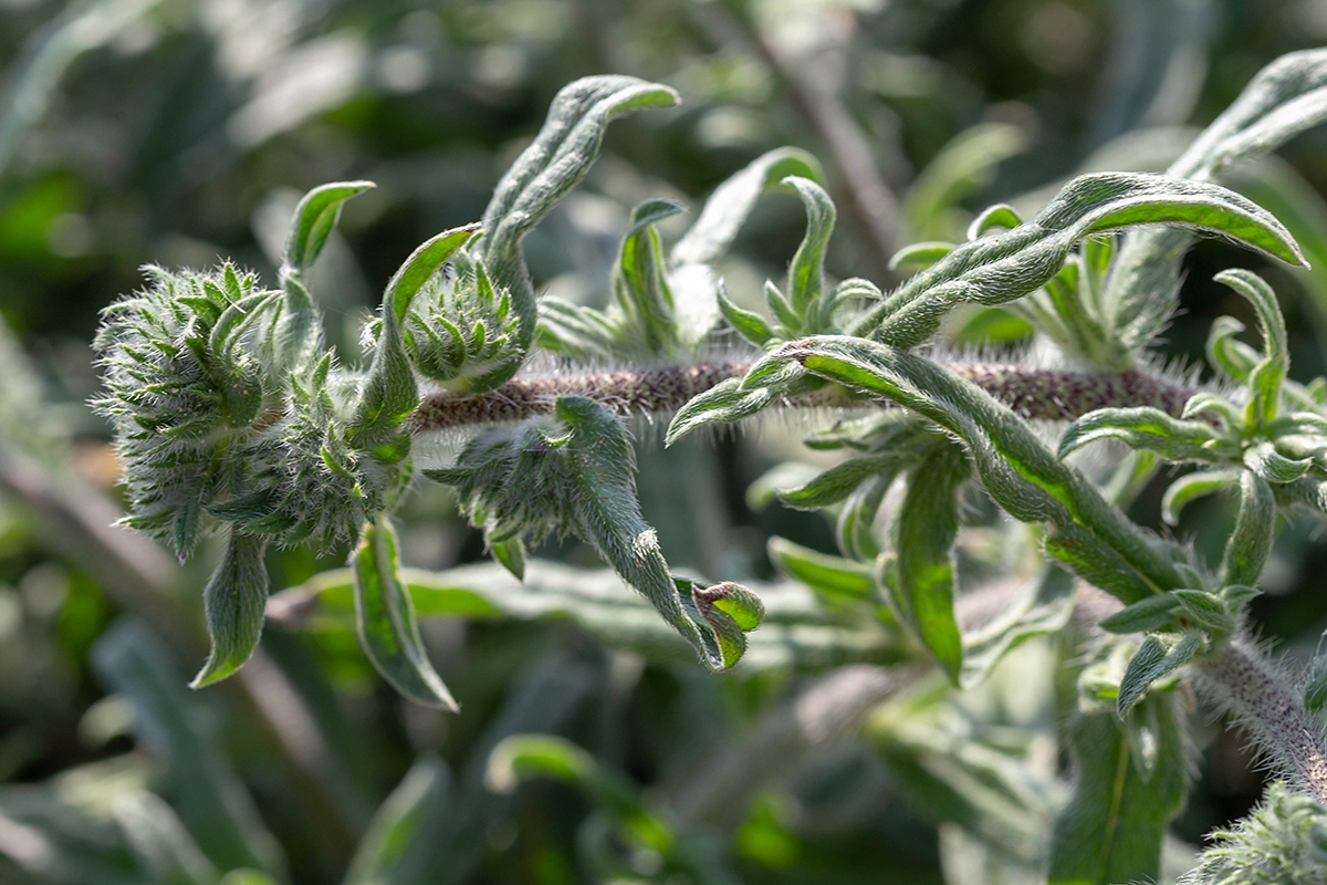 Image of Echium angustifolium specimen.