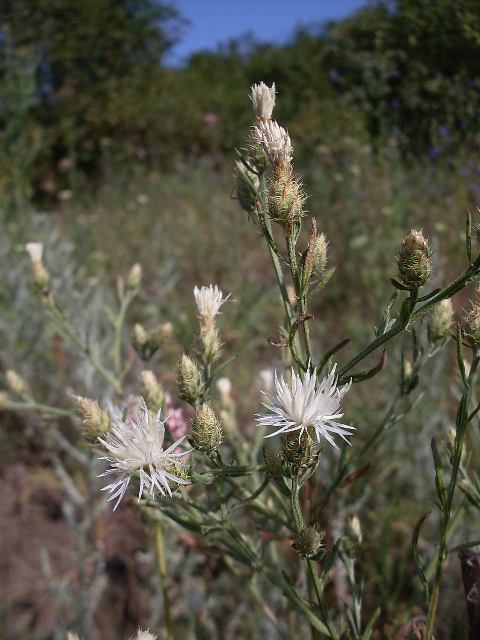 Image of Centaurea diffusa specimen.