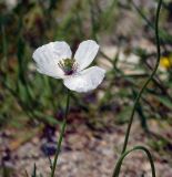 Смотреть изображение Papaver stevenianum