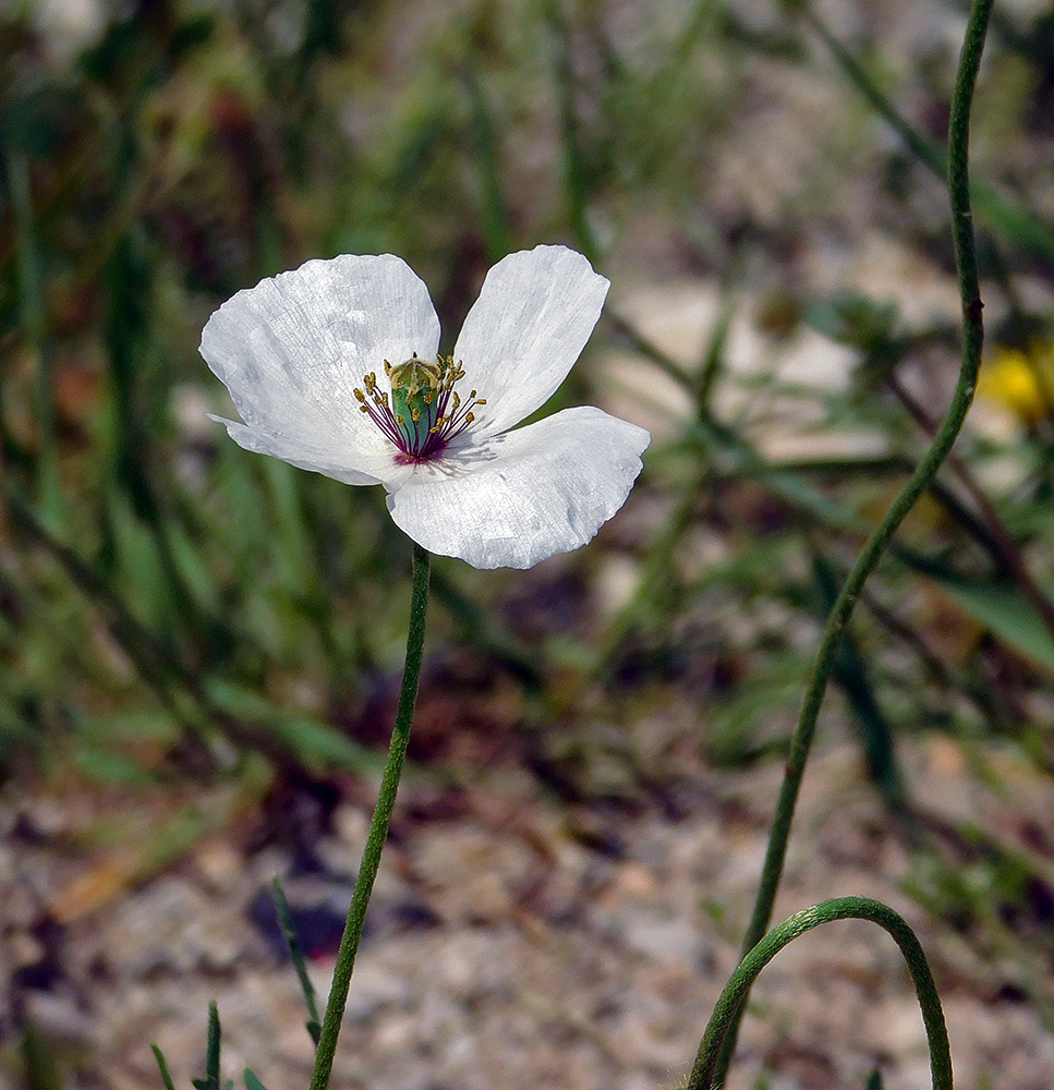 Изображение особи Papaver stevenianum.