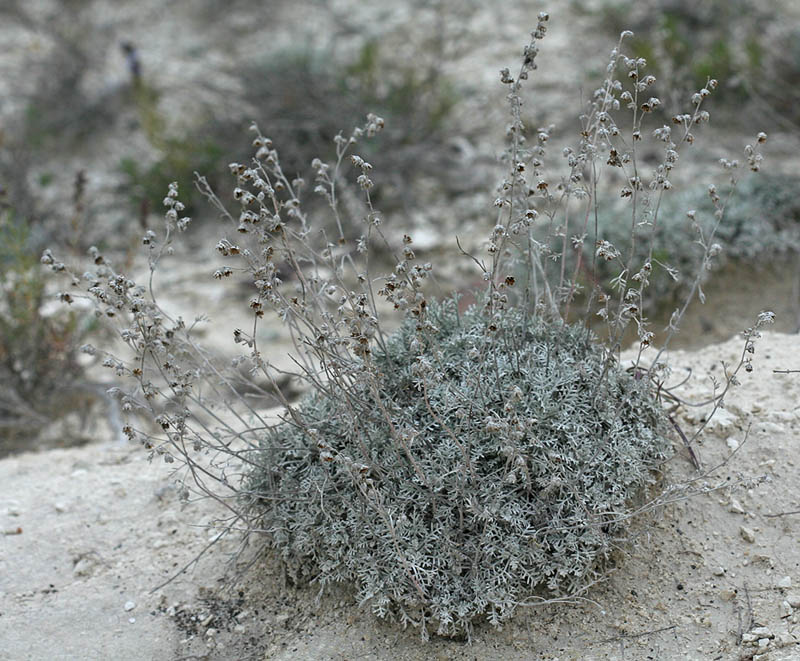 Изображение особи Artemisia hololeuca.