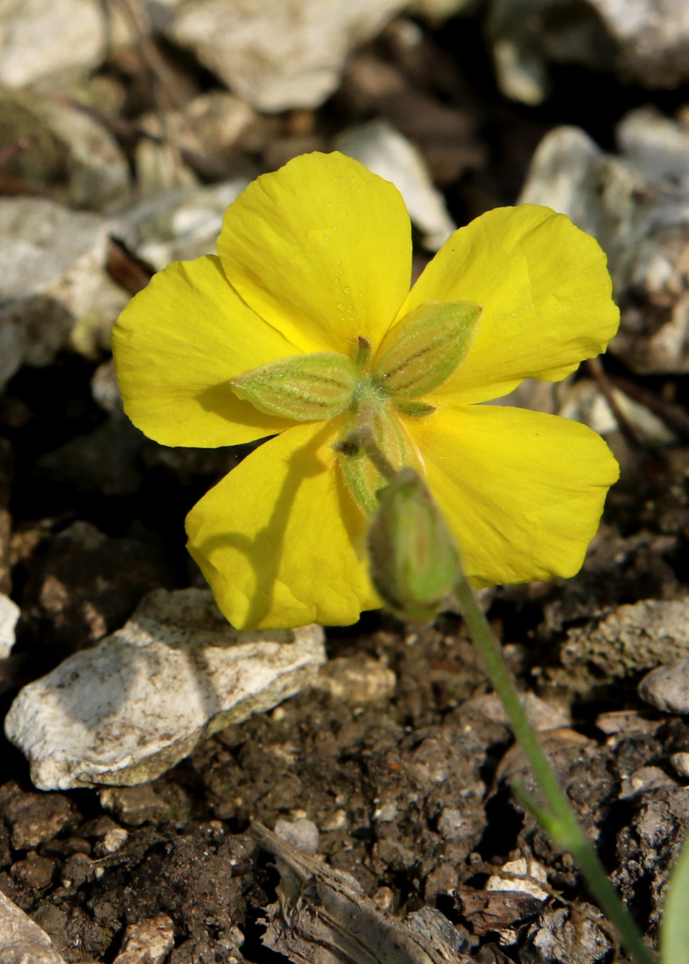 Изображение особи Helianthemum nummularium.