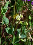 Lathyrus aphaca