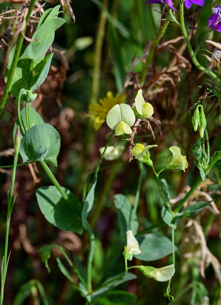 Изображение особи Lathyrus aphaca.