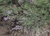 Limonium otolepis