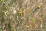 Amsinckia micrantha