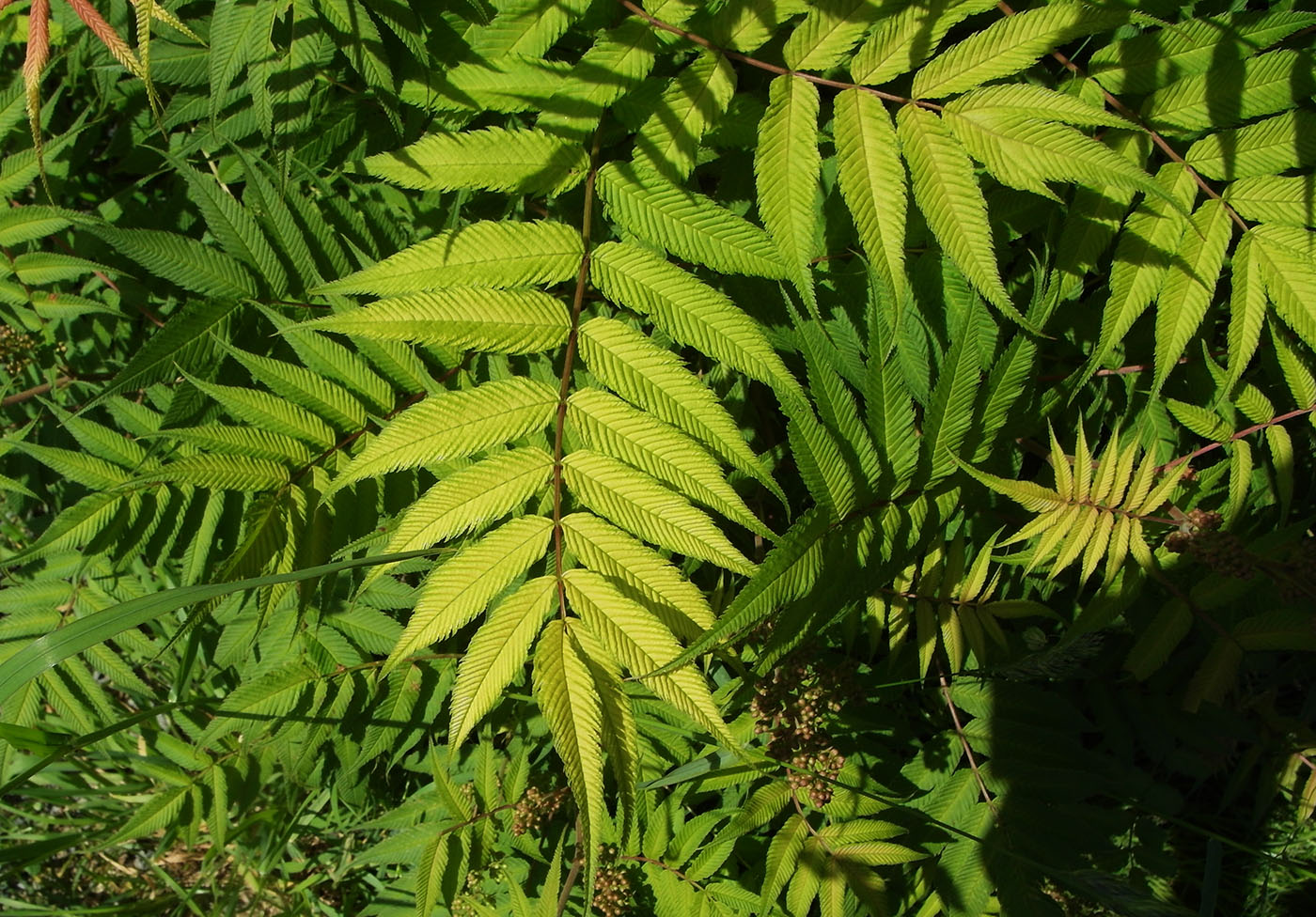 Image of Sorbaria sorbifolia specimen.