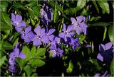 Vinca minor. Цветки с каплями росы. Московская обл., Раменский р-н, окр. дер. Хрипань, садовый участок. 14.05.2023.