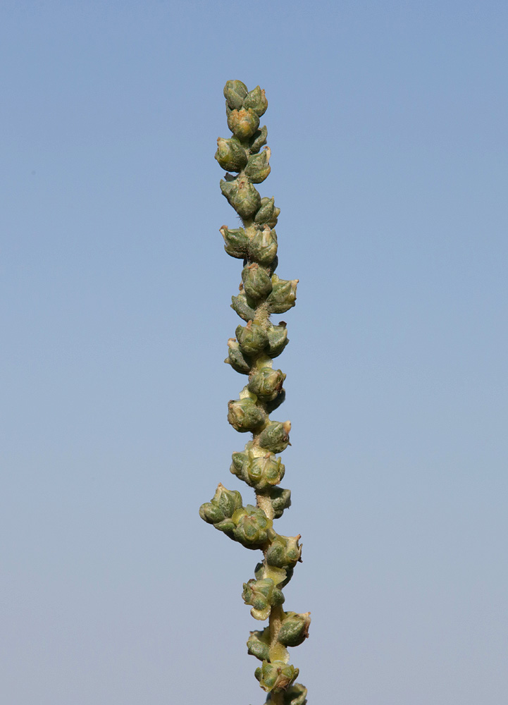 Изображение особи Salsola laricina.