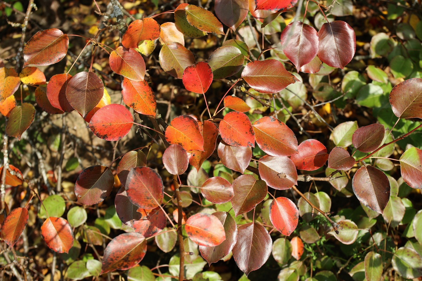Image of Pyrus pyraster specimen.