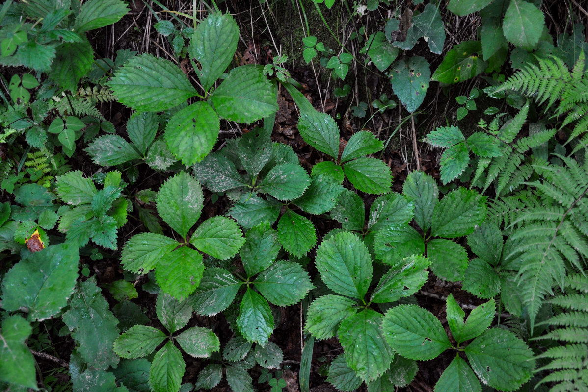 Изображение особи Chloranthus quadrifolius.