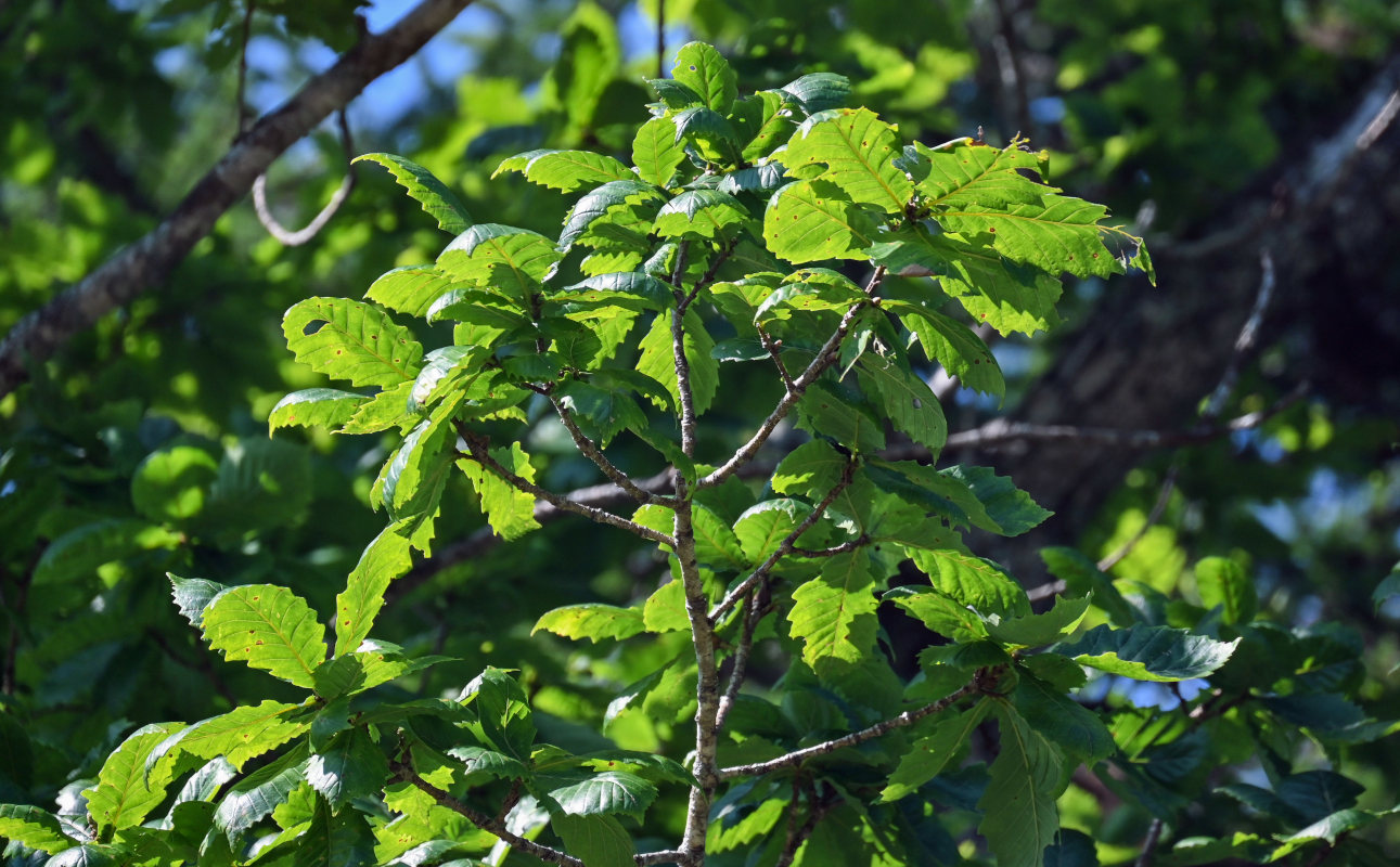 Image of Quercus crispula specimen.