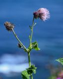 Cirsium weyrichii. Верхушка побега с соцветием. Сахалин, гор. округ Долинский, мыс Острый, приморский луг. 13.08.2023.