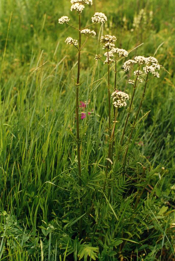 Изображение особи Valeriana officinalis.