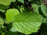 Corylus avellana