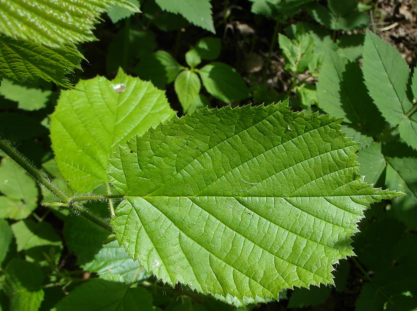 Image of Corylus avellana specimen.