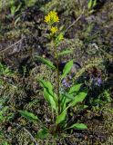 Solidago virgaurea подвид dahurica. Цветущее растение в сообществе с Astragalus и мхами. Красноярский край, Таймырский Долгано-Ненецкий р-н, плато Путорана, долина р. Кутарамакан, опушка смешанного леса. 25.07.2023.