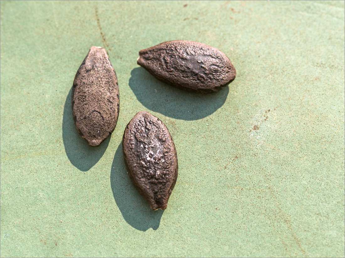 Изображение особи Echinocystis lobata.