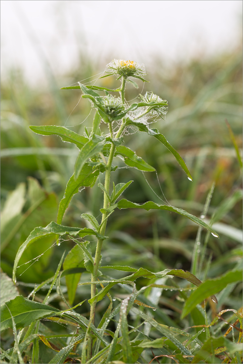 Image of Inula britannica specimen.