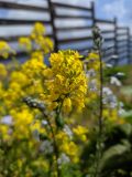 Barbarea vulgaris. Верхушка соцветия. Краснодарский край, городской округ Сочи, Адлерский р-н, с. Эстосадок, горнолыжный курорт \"Роза Хутор\", пеший маршрут \"Панорама\", южный склон хр. Аибга, 2200 м н.у.м., субальпийский луг. 07.07.2023.