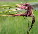 Eleocharis palustris. Нижние части побегов и корневая система извлечённого из субстрата растения. Магаданская обл., г. Магадан, окр. мкр-на Солнечный, небольшое озерко, у берега на мелководье. 15.07.2023.