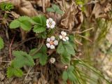 Potentilla micrantha. Цветки и листья. Краснодарский край, городской округ Сочи, Хостинский р-н, у дороги к Ореховскому водопаду, обрывистый склон. 14.02.2024.