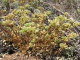 Scleranthus perennis. Цветущие растения на песчаном холме. Смоленская обл., Смоленский р-н, окр. дер. Жарь. 01.07.2007.