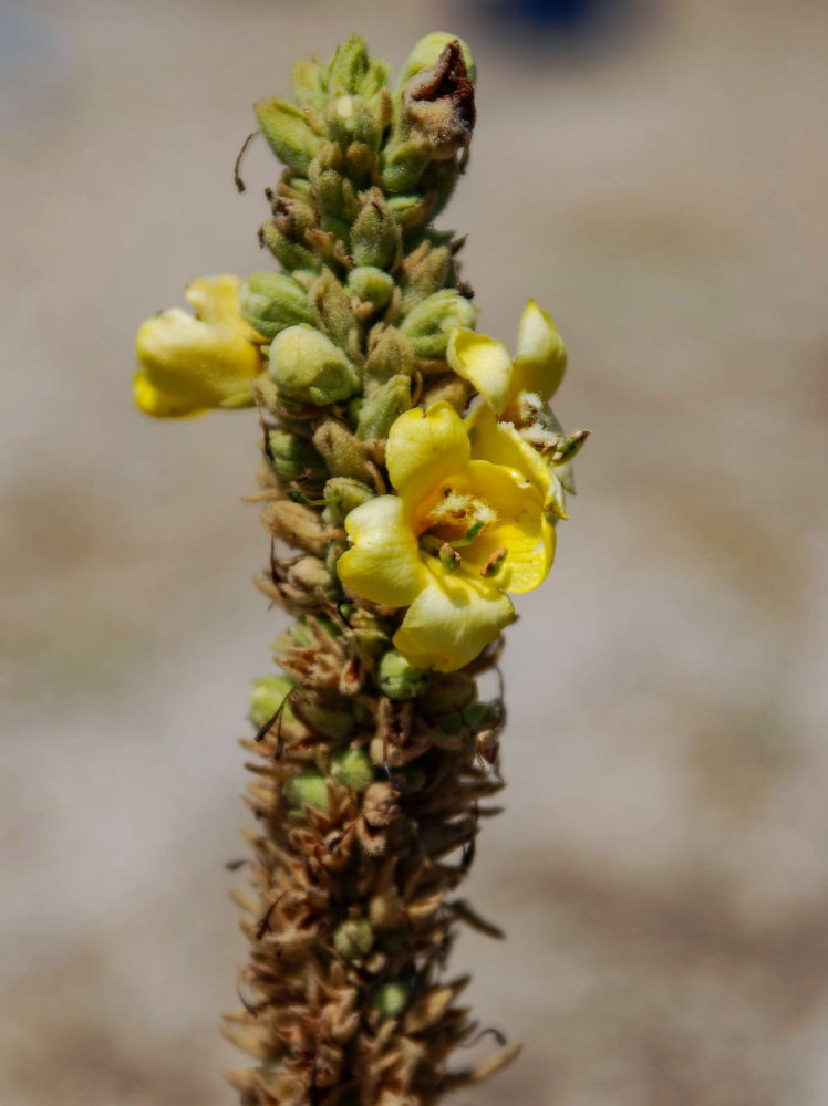 Изображение особи Verbascum thapsus.