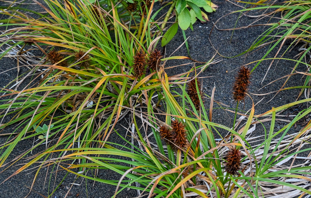 Изображение особи Carex macrocephala.