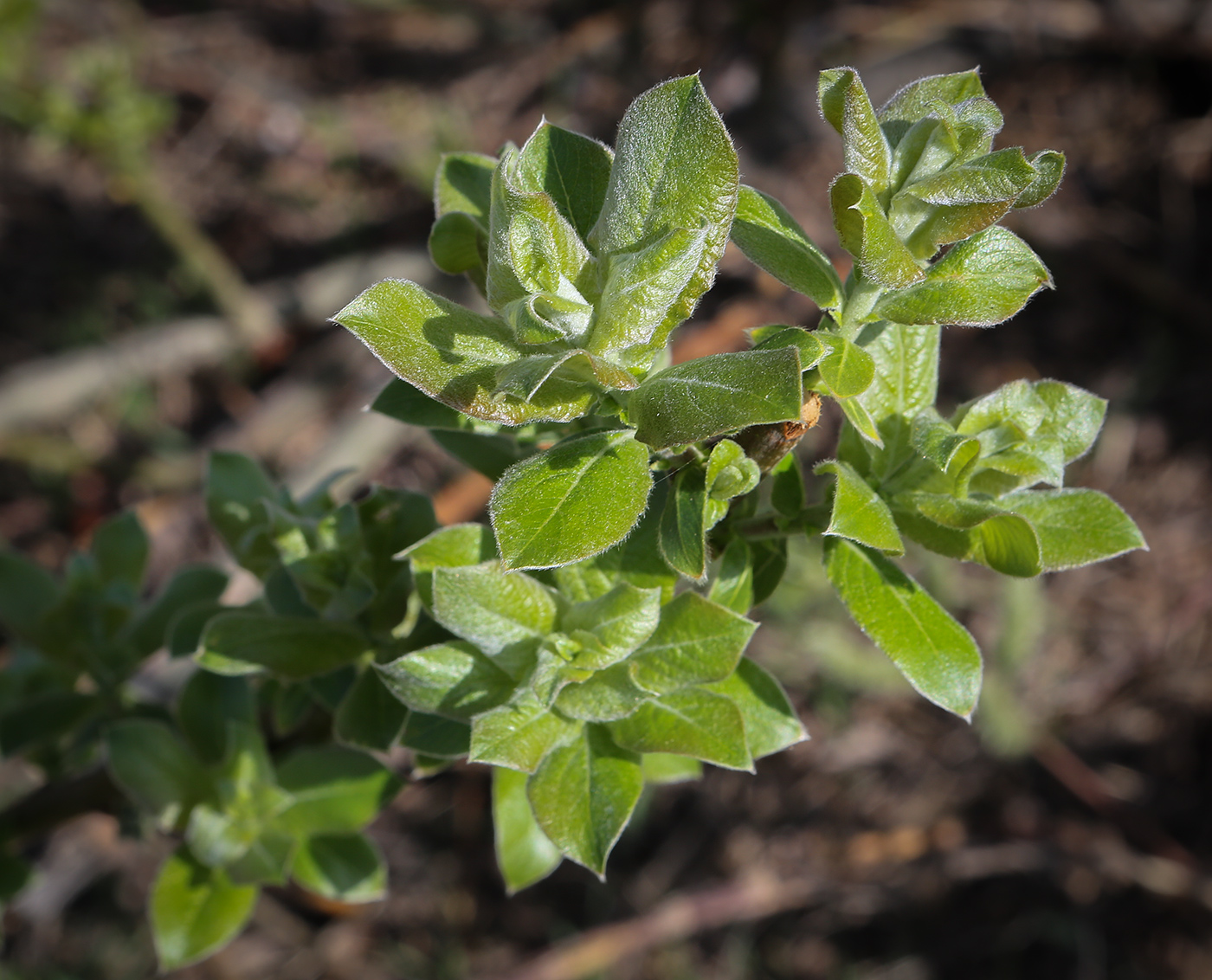 Изображение особи Salix caprea.