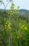 familia Brassicaceae. Верхушки побегов с соцветиями. Республика Башкортостан, Хайбуллинский р-н, Акъюловский сельсовет, окр. дер. Акназарово, долина р. Сакмара, вершина прибрежного скальника. 29 апреля 2024 г.