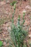 Tragopogon subspecies major