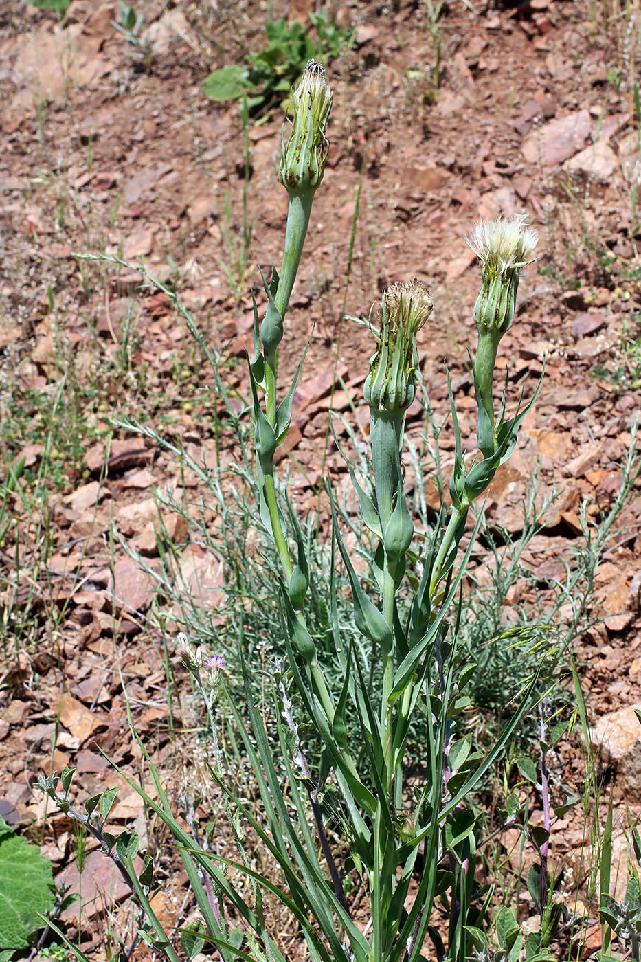 Image of Tragopogon dubius ssp. major specimen.