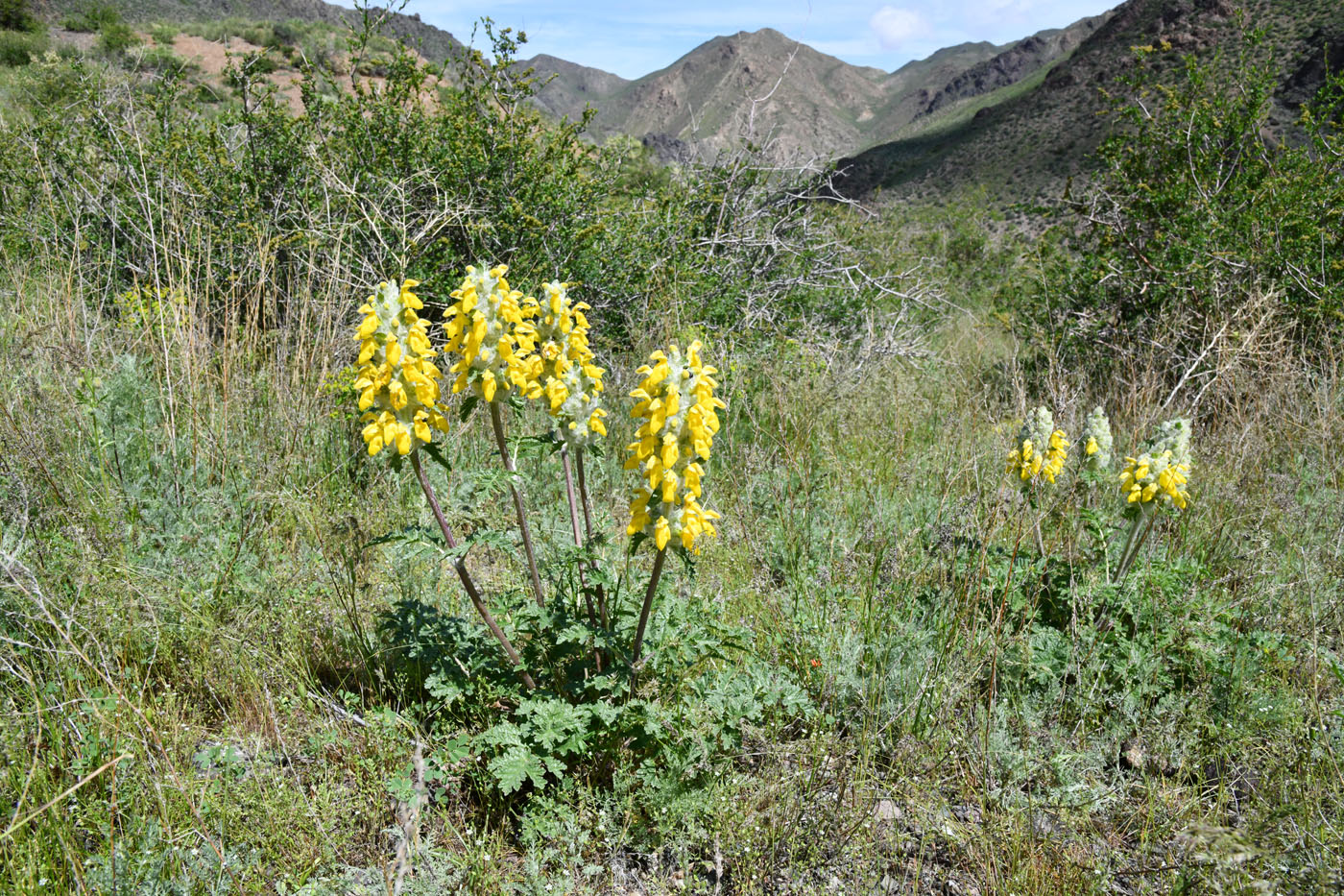 Изображение особи Phlomoides speciosa.