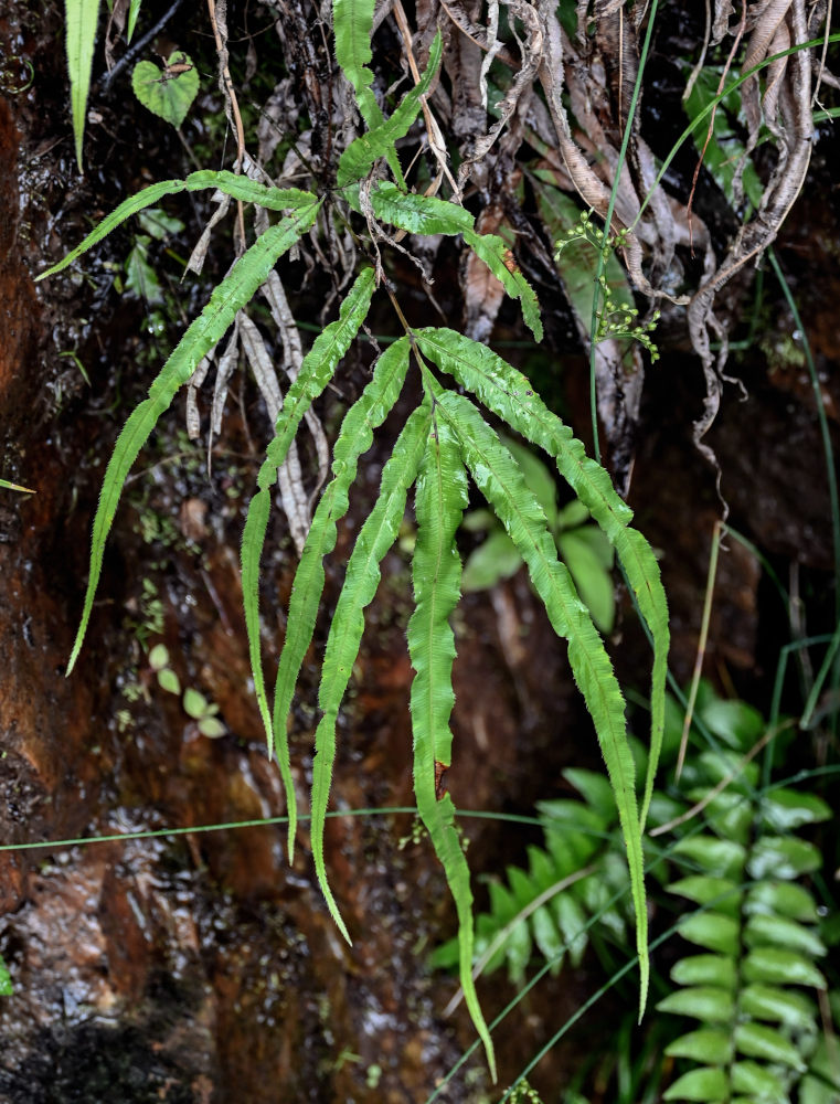 Image of Pteris multifida specimen.