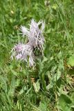 Centaurea cheiranthifolia