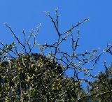 Poncirus trifoliata. Ветви с бутонами. Крым, Южный Берег, Никитский ботанический сад, в культуре. 06.04.2024.